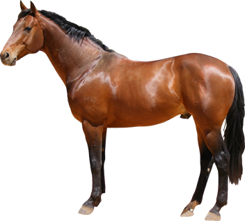 horse-png-22548