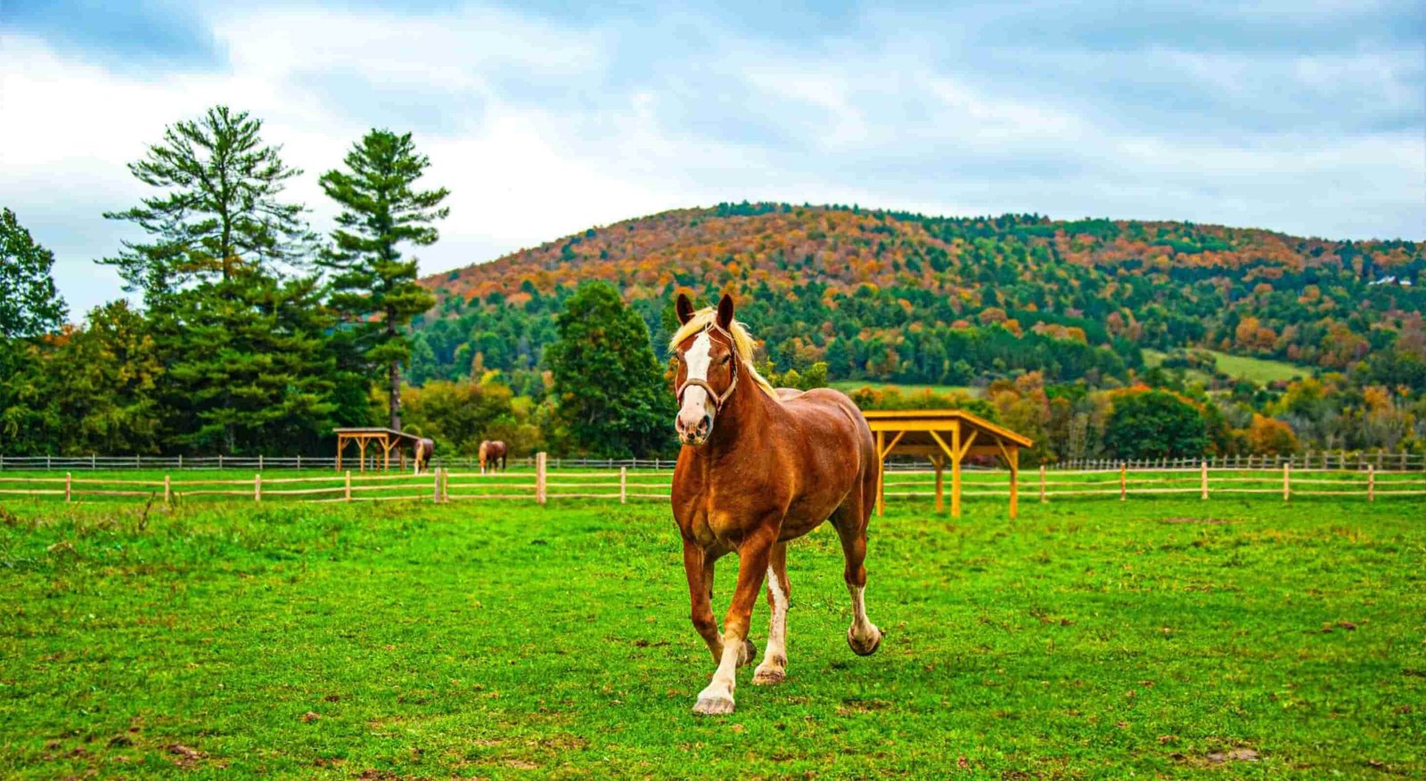vermont-icelandic-horse-1-1